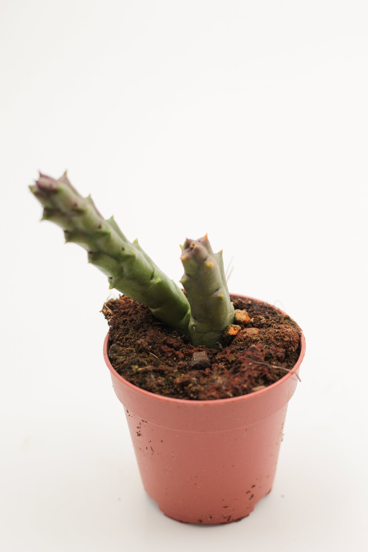 Orbea Variegata var. Rancho Vista (Stapelia)