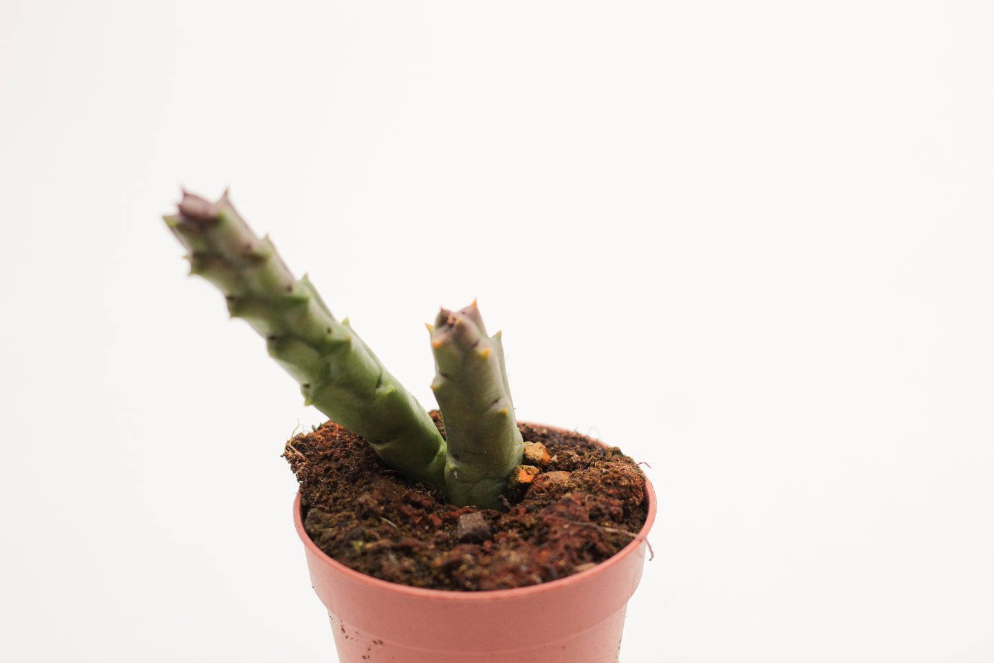 Orbea Variegata var. Rancho Vista (Stapelia)