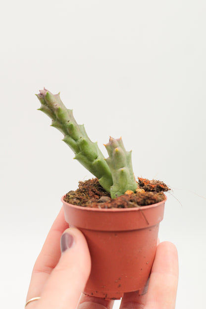 Orbea Variegata var. Rancho Vista (Stapelia)