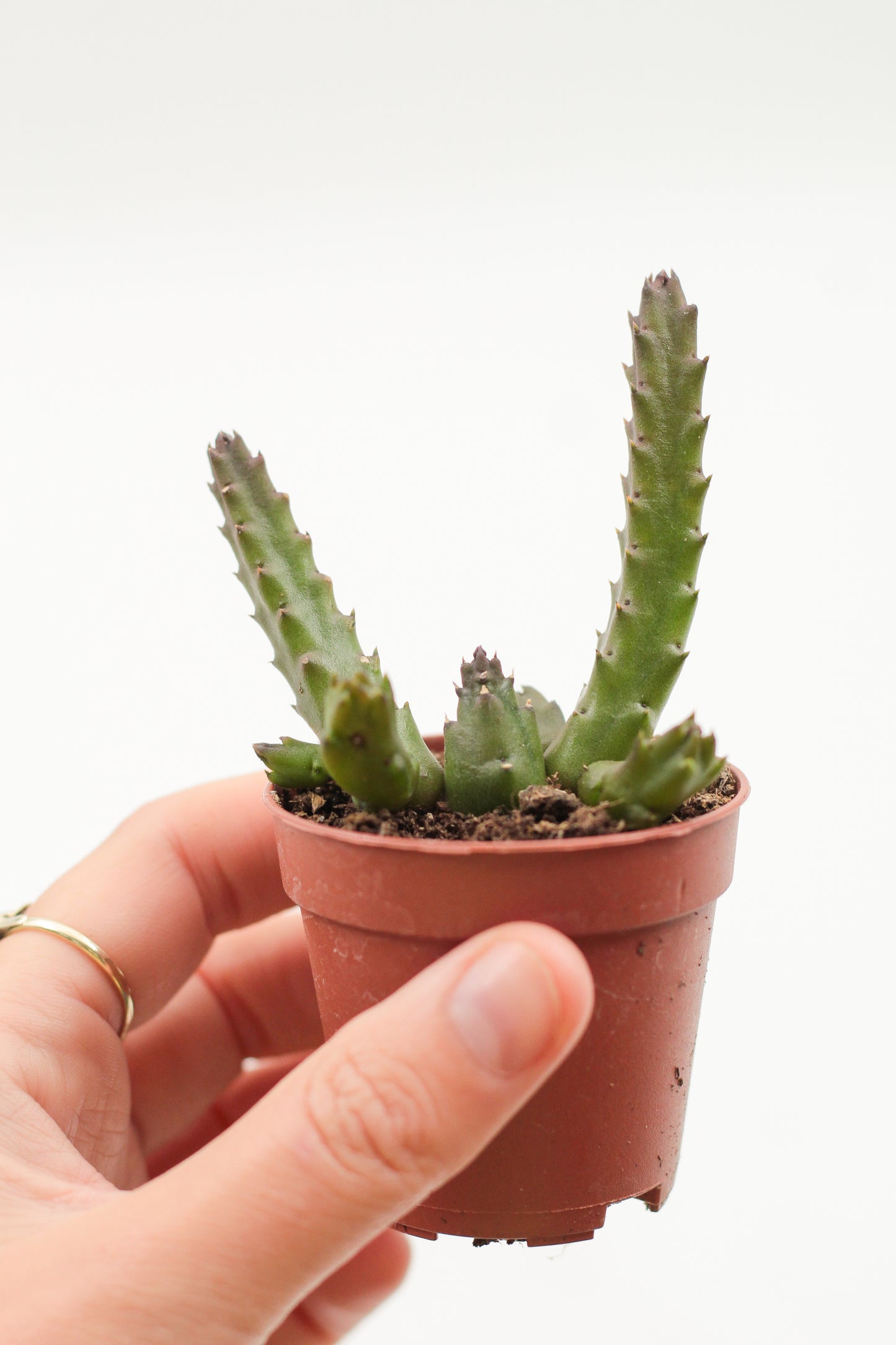 Orbea mutabilis (Stapelia)