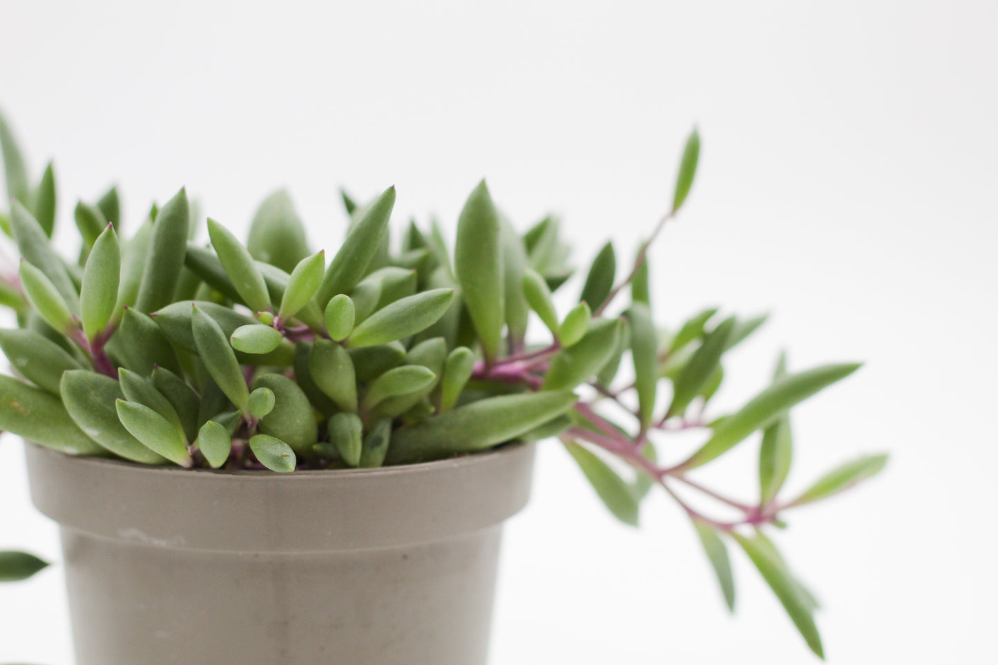 Othonna capensis "Ruby Necklace" (Senecio herreianus Purple Flush)