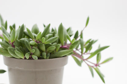 Othonna capensis "Ruby Necklace" (Senecio herreianus Purple Flush)