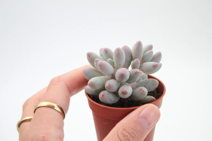 Pachyphytum machucae