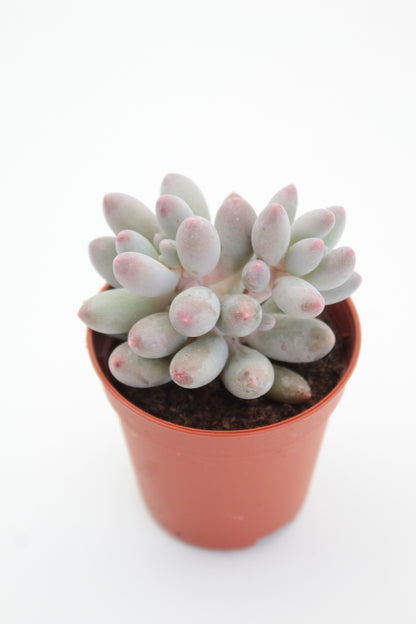 Pachyphytum machucae