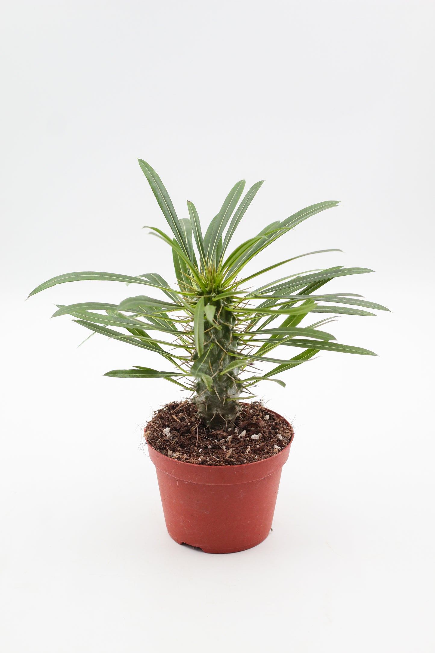 Pachypodium Lamerei " Madagaskar Palm "budget prikker special"