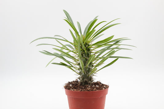 Pachypodium Lamerei " Madagaskar Palm "budget prikker special"