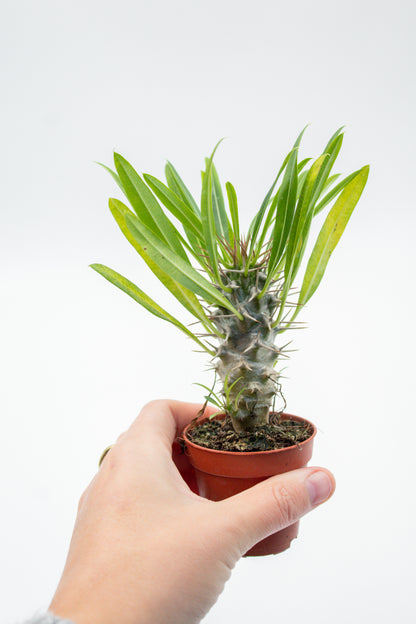 Pachypodium Lamerei " Madagascar Palm "budget skewer special"