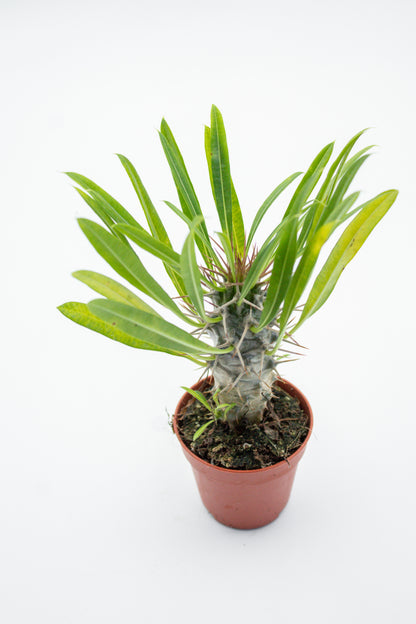 Pachypodium Lamerei " Madagascar Palm "budget skewer special"