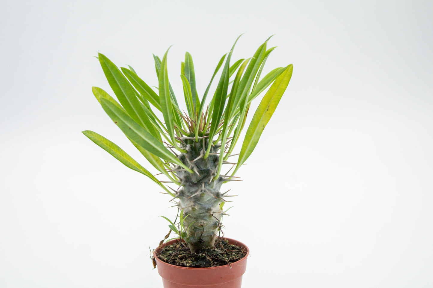 Pachypodium Lamerei " Madagascar Palm "budget skewer special"