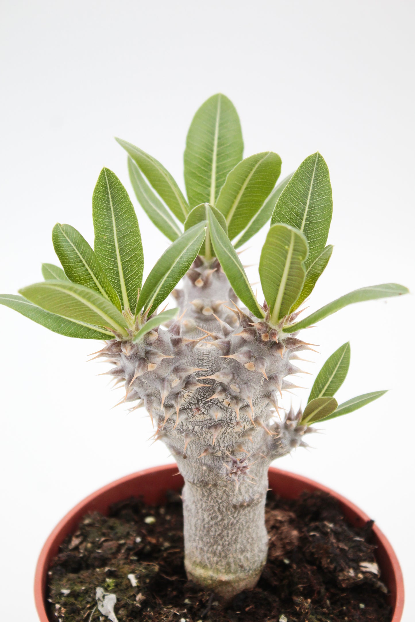 Pachypodium densiflorum vertakt