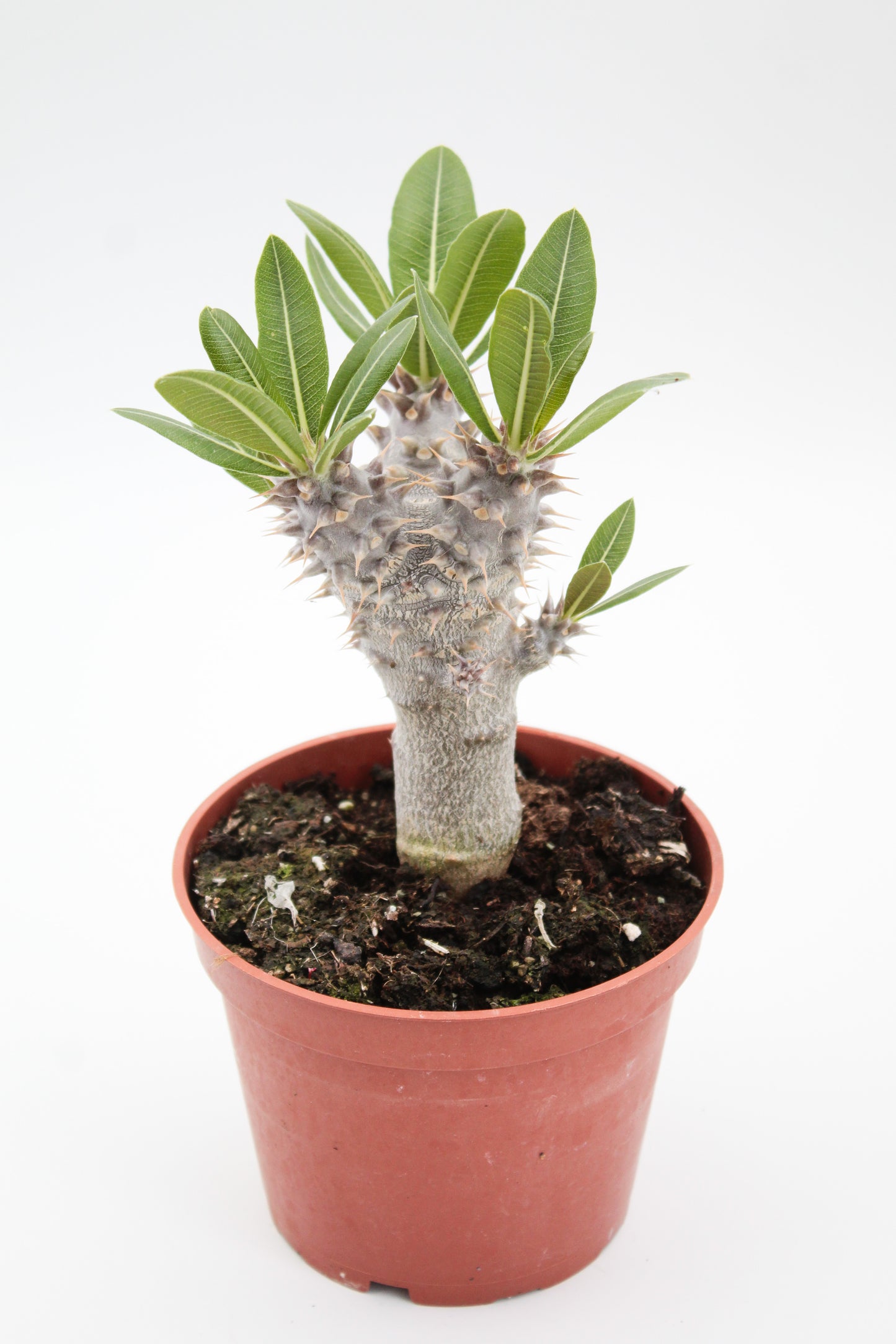 Pachypodium densiflorum vertakt