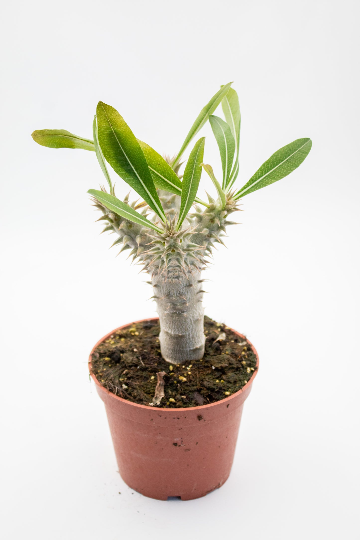 Pachypodium densiflorum vertakt