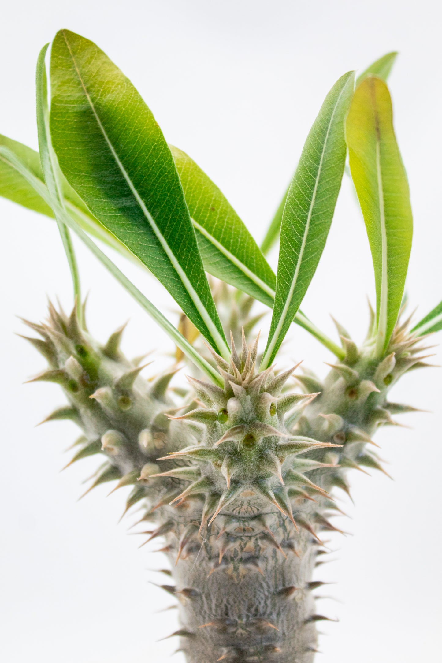 Pachypodium densiflorum vertakt