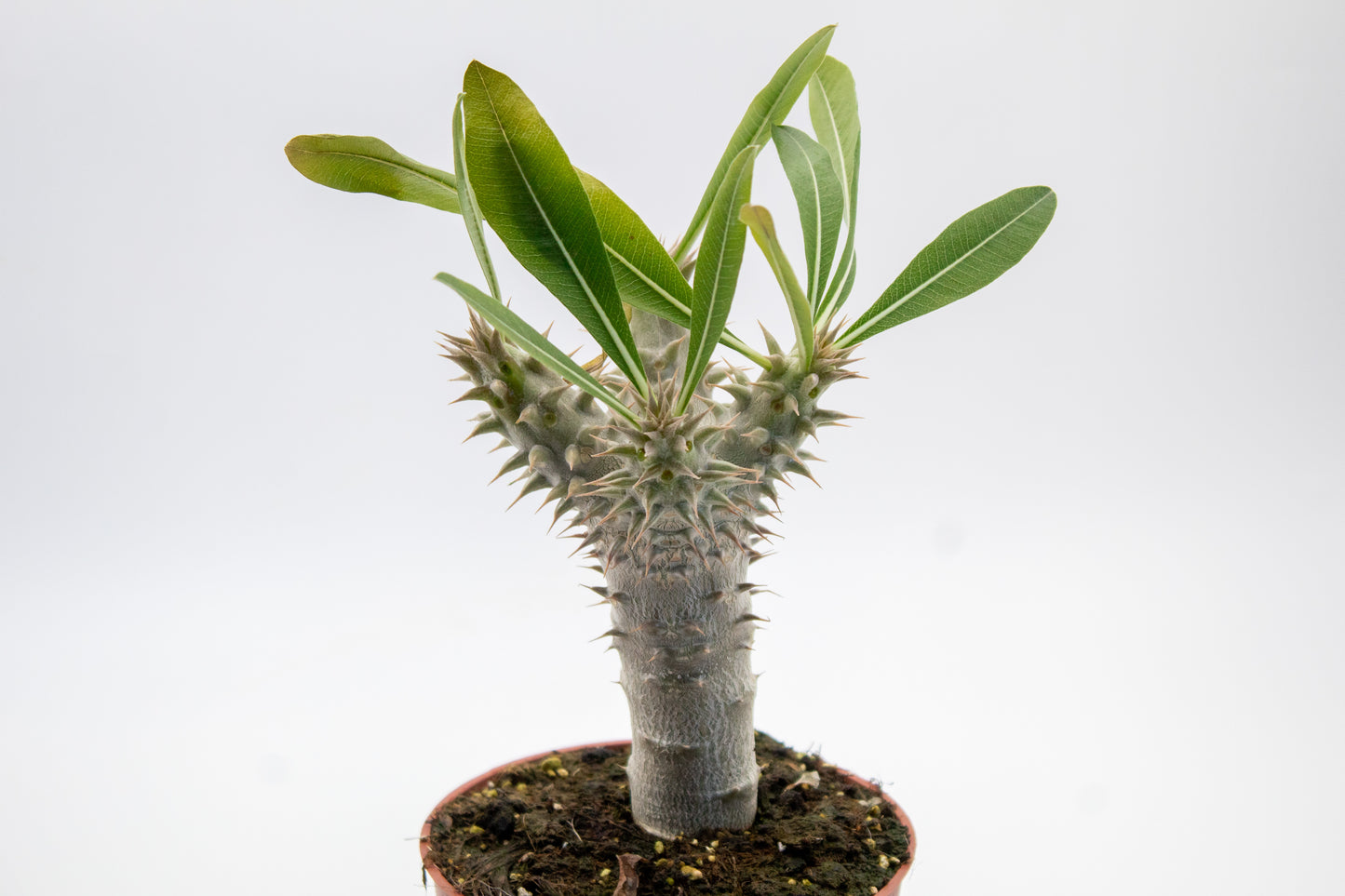 Pachypodium densiflorum vertakt