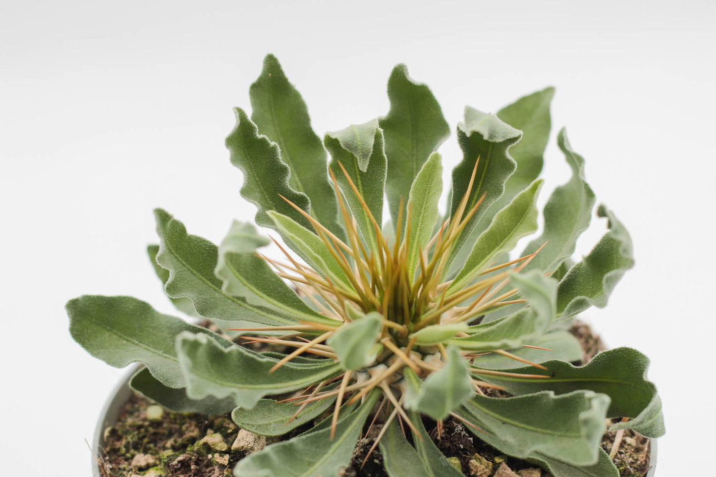 Pachypodium namaquanum