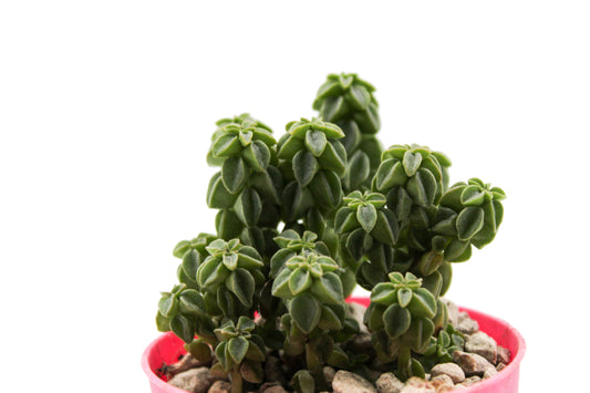 Peperomia columella