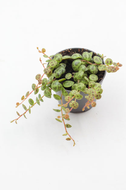 Peperomia prostrata "string of turtles"