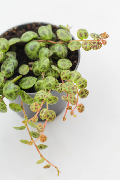 Peperomia prostrata "string of turtles"