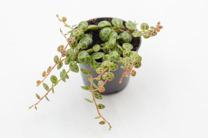 Peperomia prostrata "string of turtles"