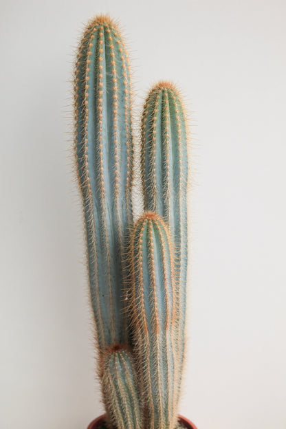 Pilosocereus Magnificus groot