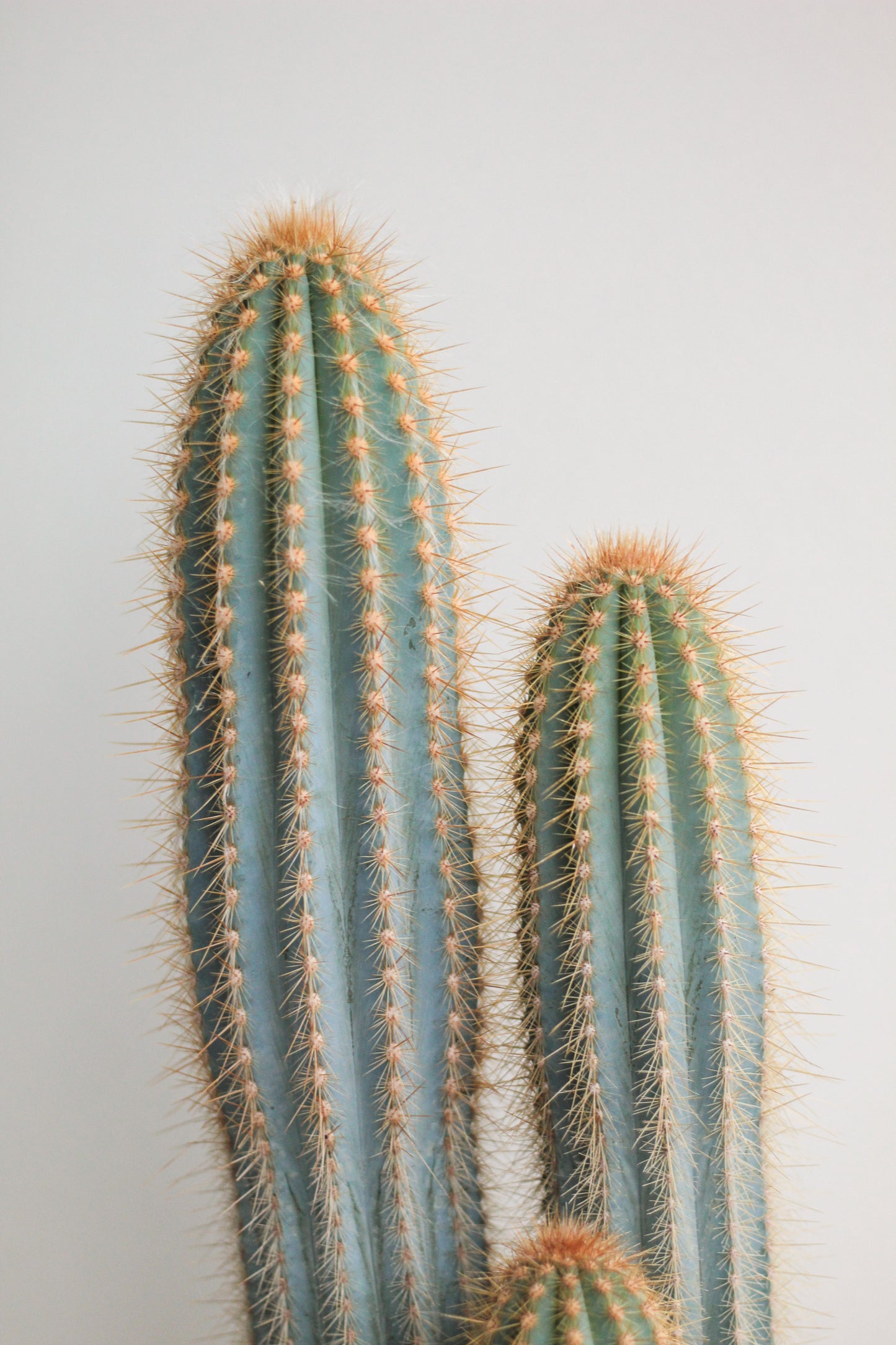 Pilosocereus Magnificus groot