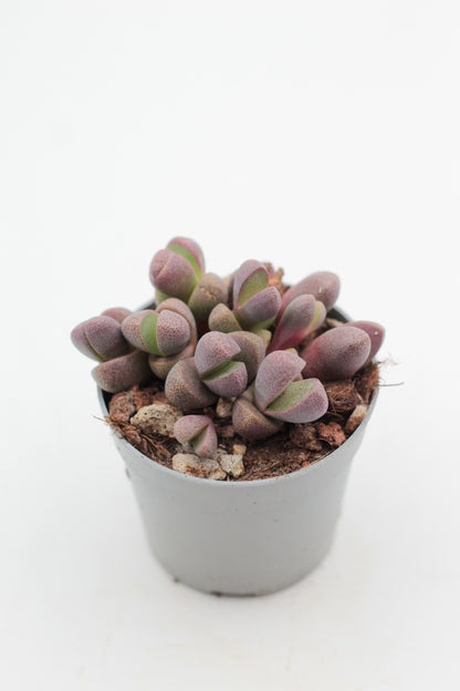 Pleiospilos nelii Rubra