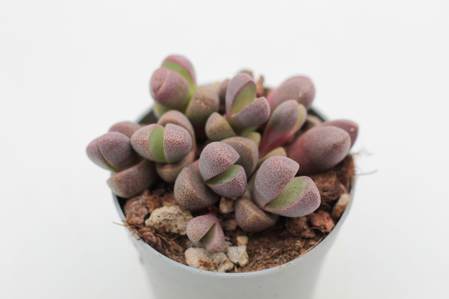 Pleiospilos nelii Rubra