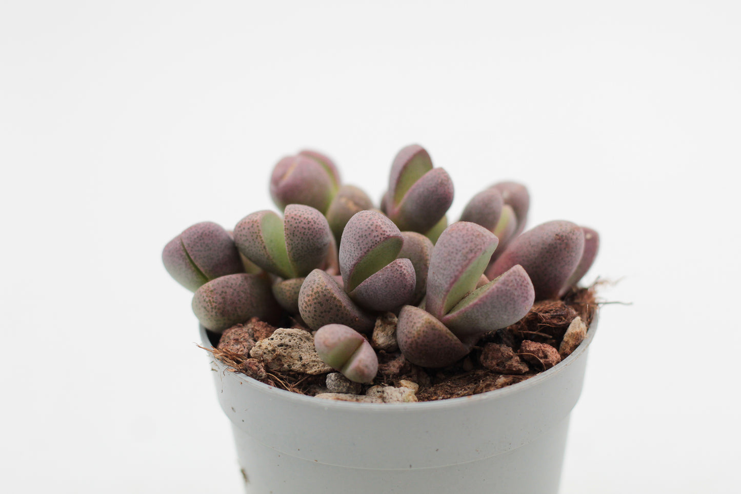 Pleiospilos nelii Rubra