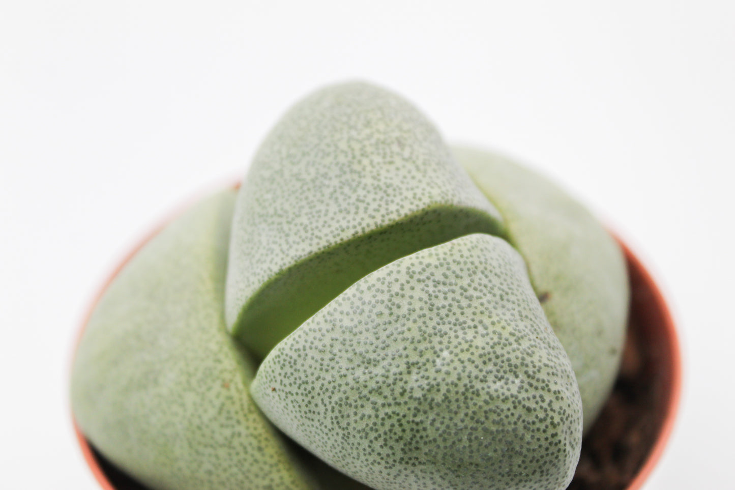 Pleiospilos nelii groot