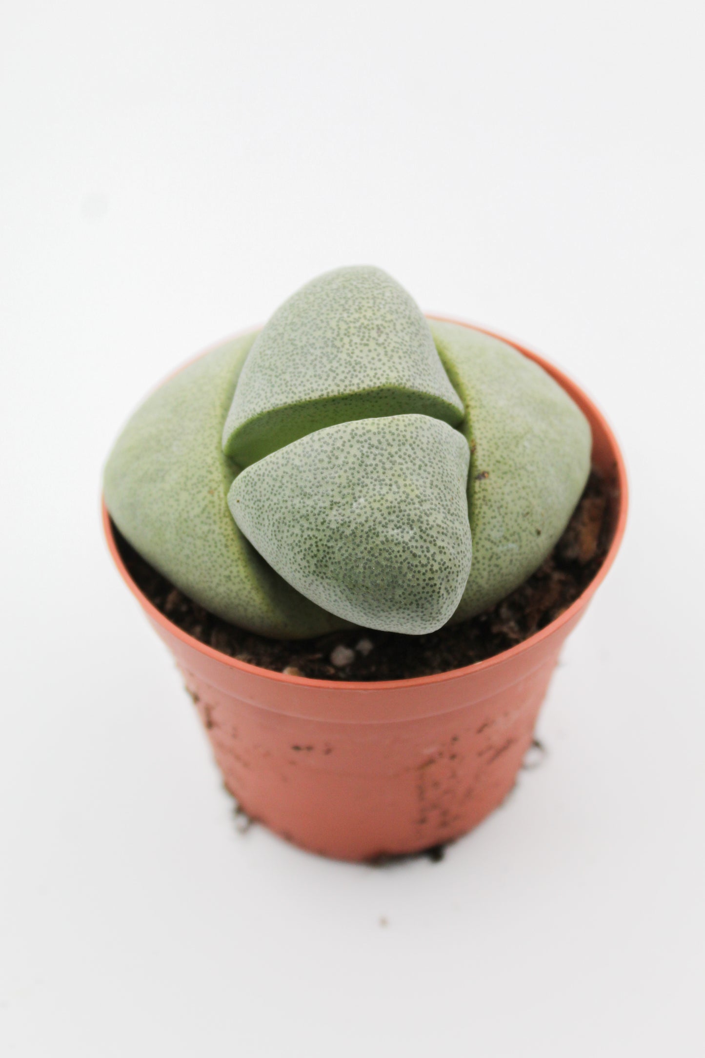 Pleiospilos nelii groot