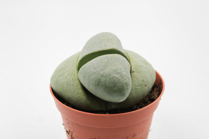 Pleiospilos nelii groot