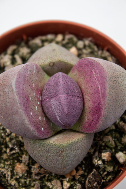 Pleiospilos nelii Rubra