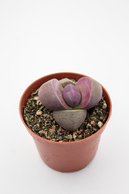 Pleiospilos nelii Rubra