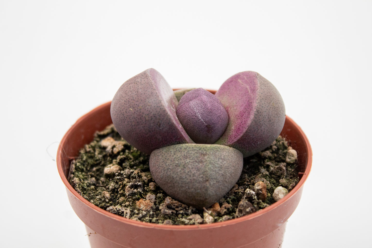 Pleiospilos nelii Rubra