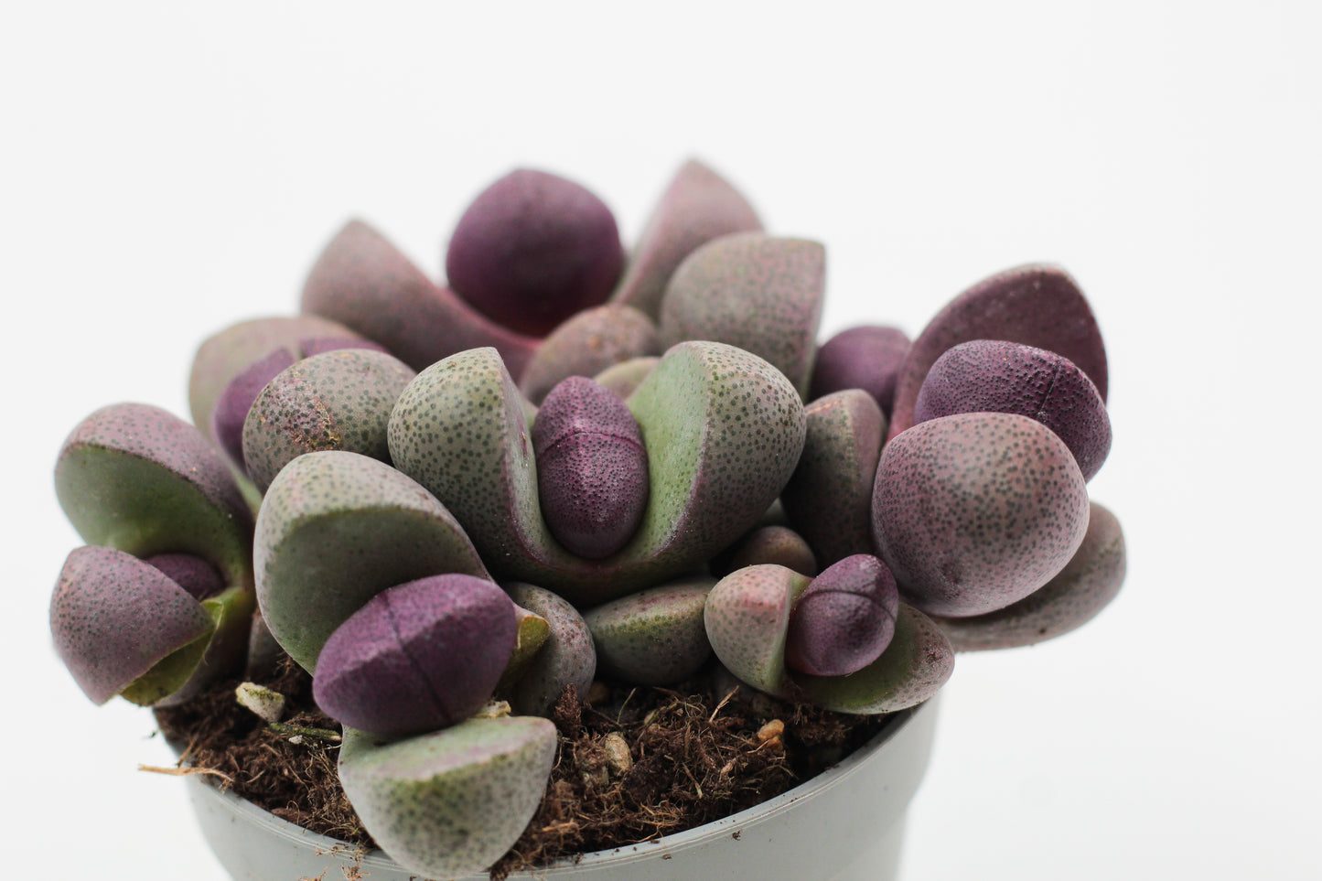 Pleiospilos nelii Rubra