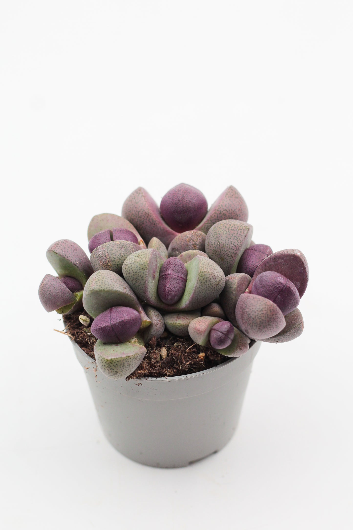 Pleiospilos nelii Rubra