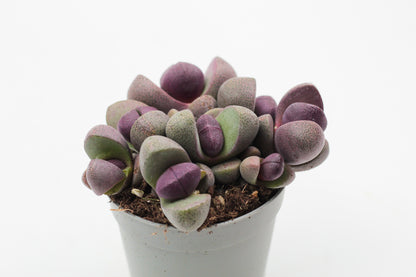 Pleiospilos nelii Rubra