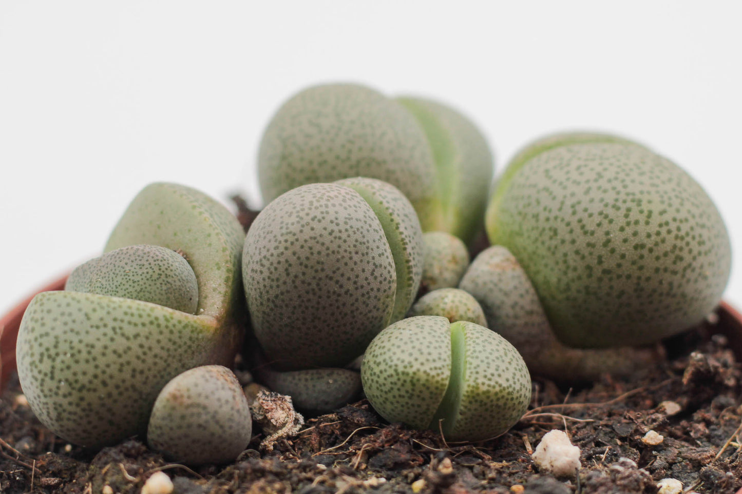 Pleiospilos nelii