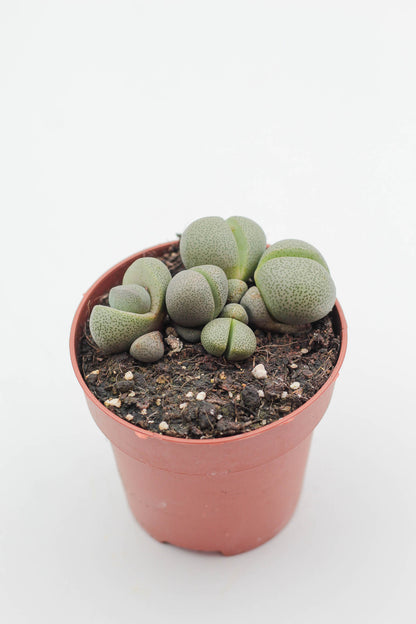 Pleiospilos nelii