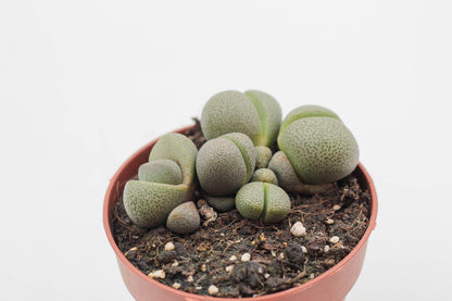 Pleiospilos nelii