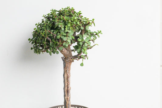 Portulacaria Afra groot Spekboom