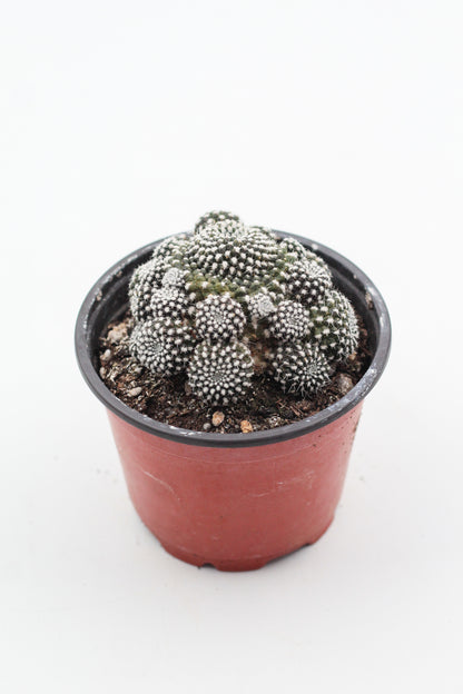 Rebutia krainziana