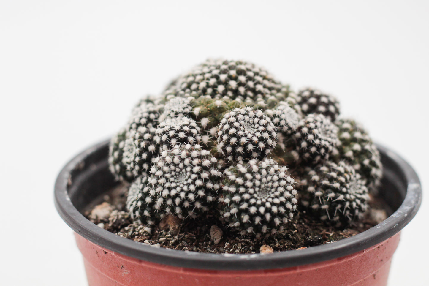 Rebutia krainziana