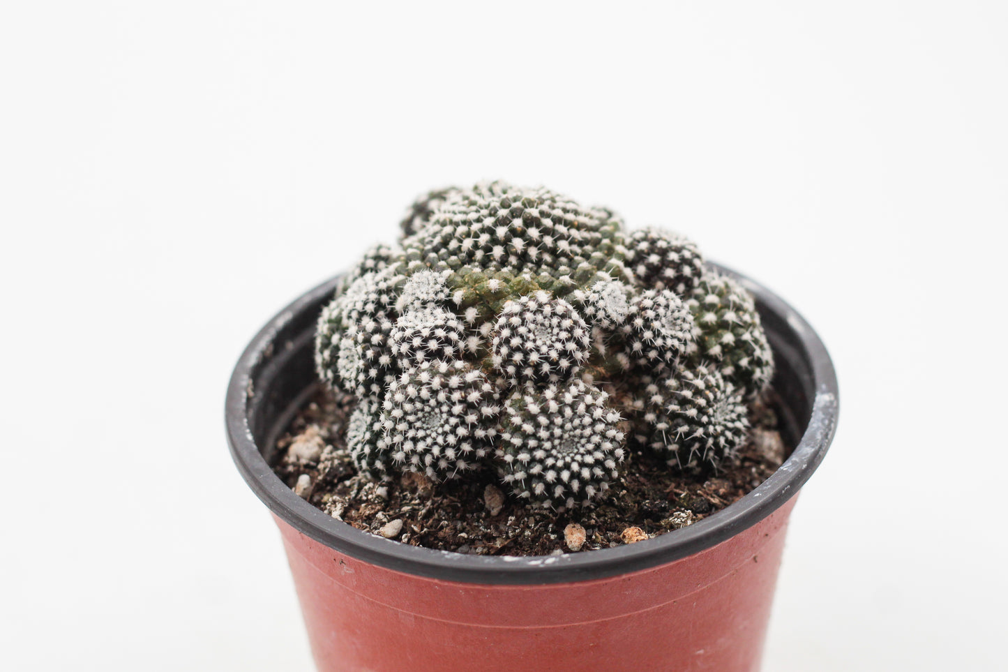 Rebutia krainziana