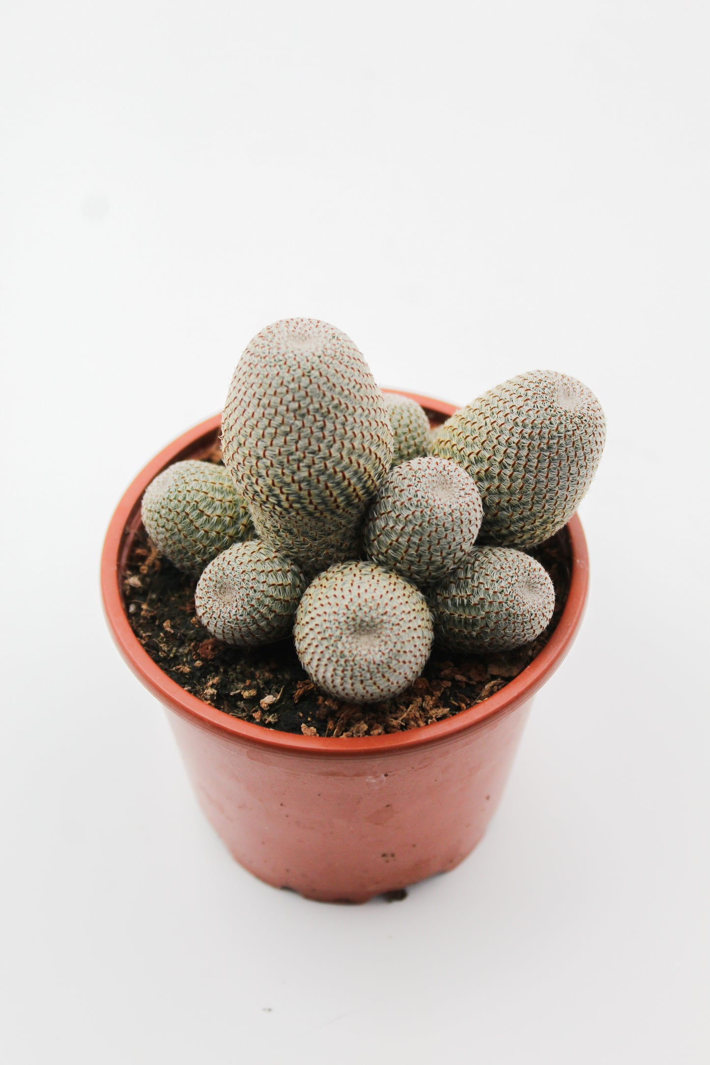 Rebutia heliosa