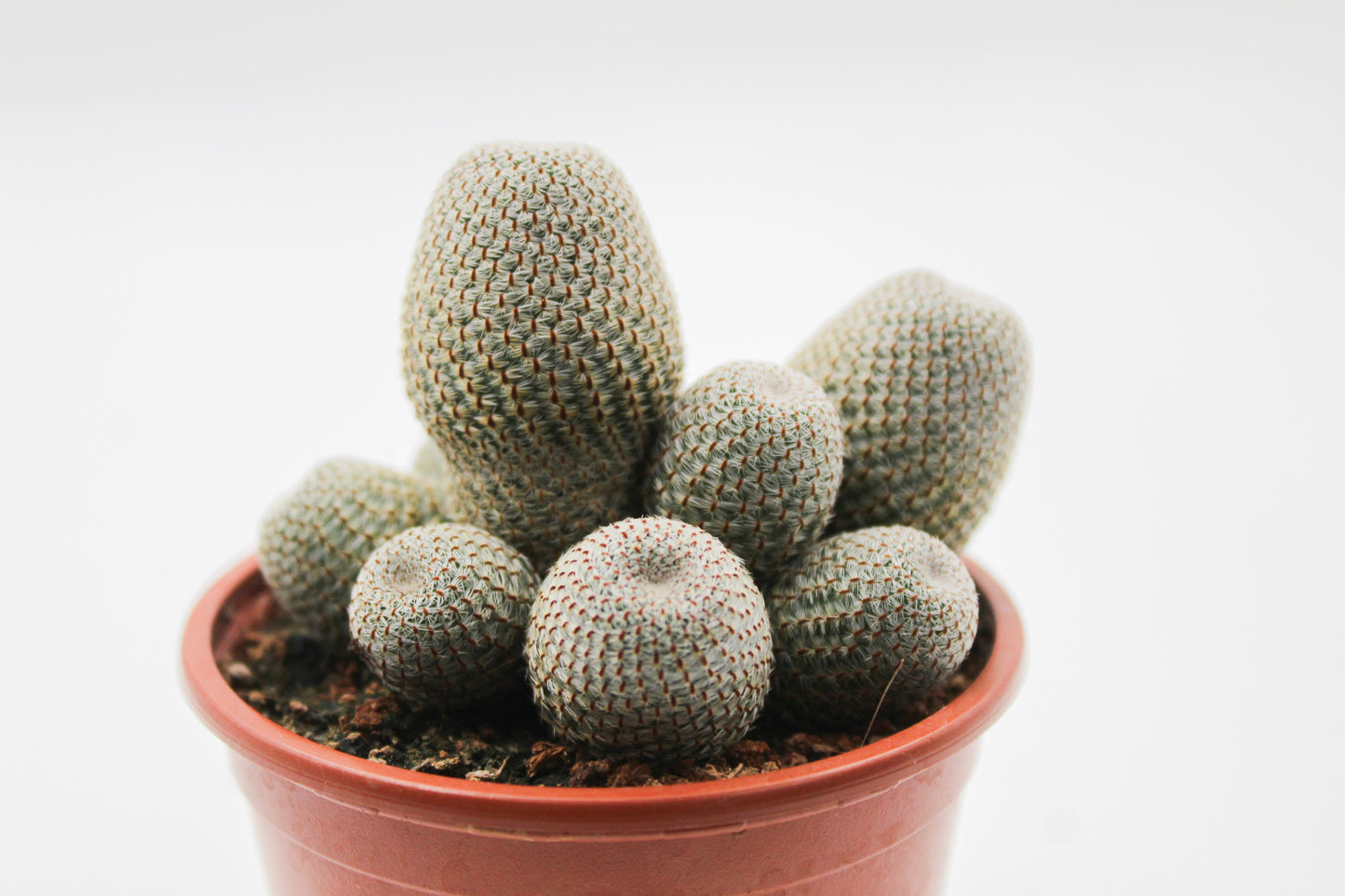 Rebutia heliosa