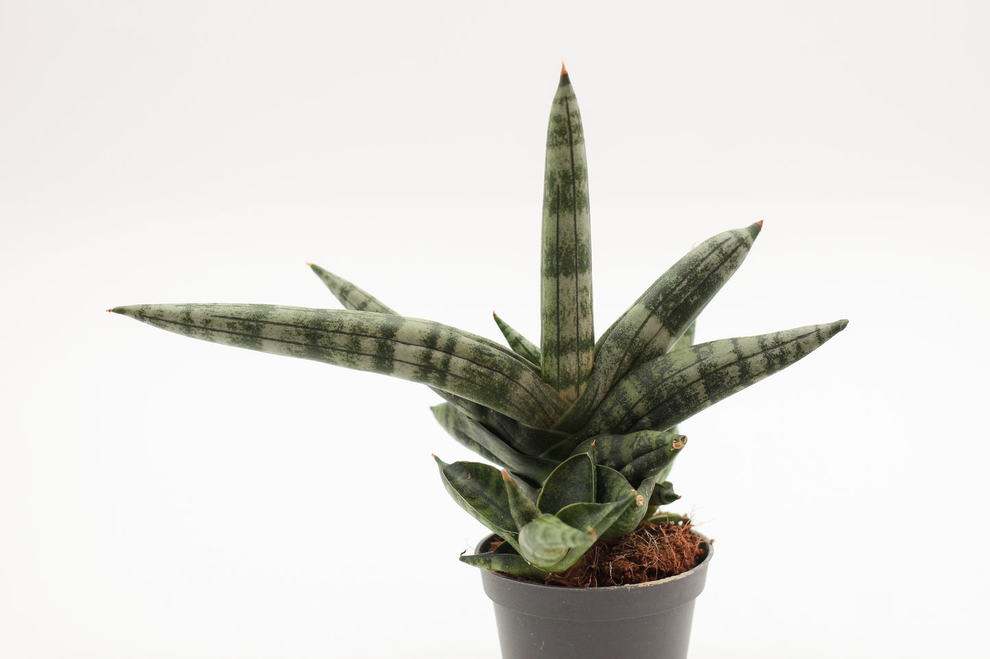 Sansevieria Cylindrica 'Boncel'