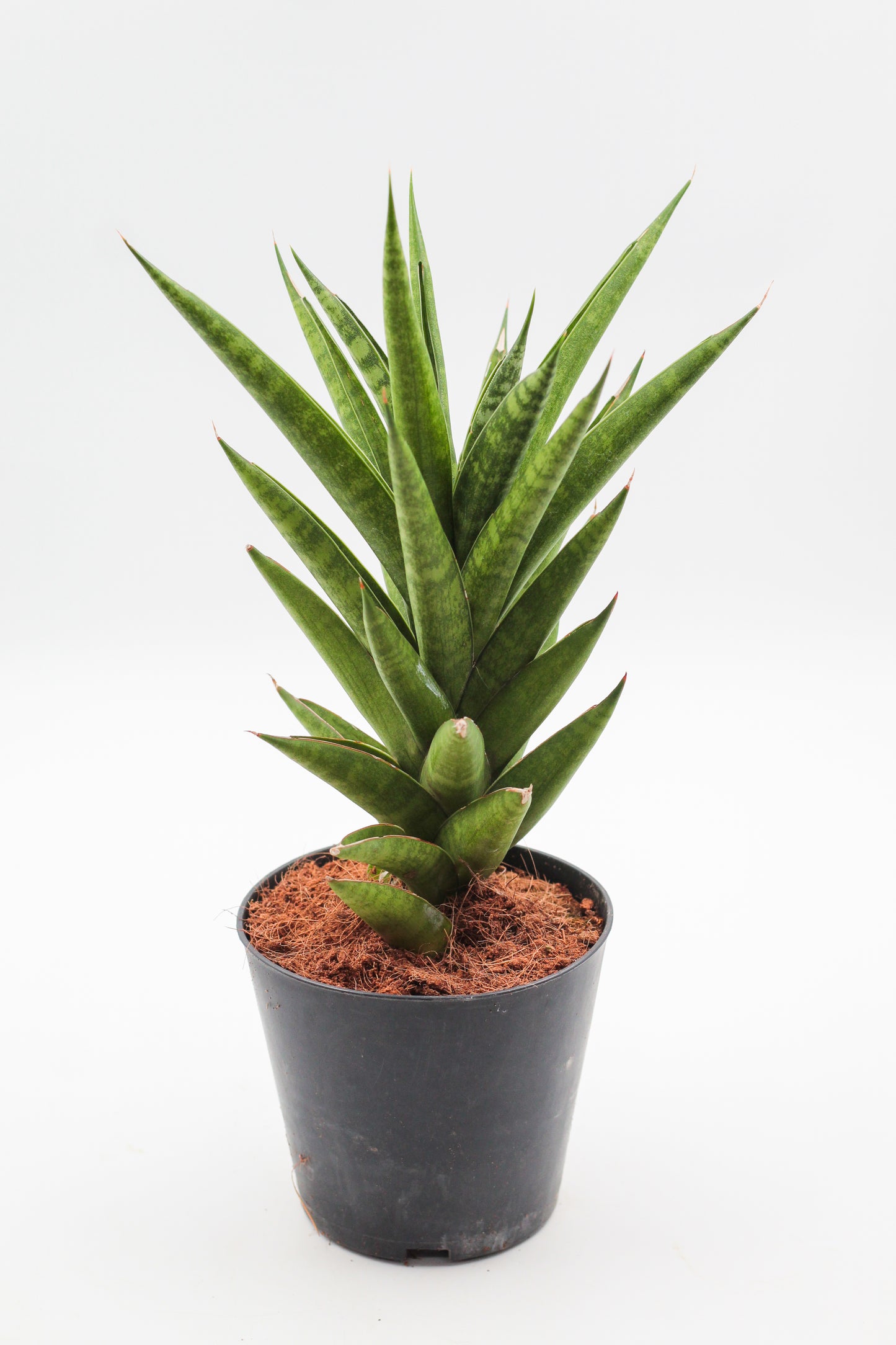 Sansevieria Francisii Spiky