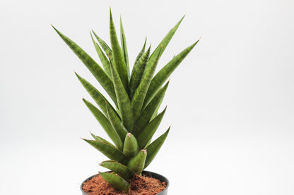 Sansevieria Francisii Spiky