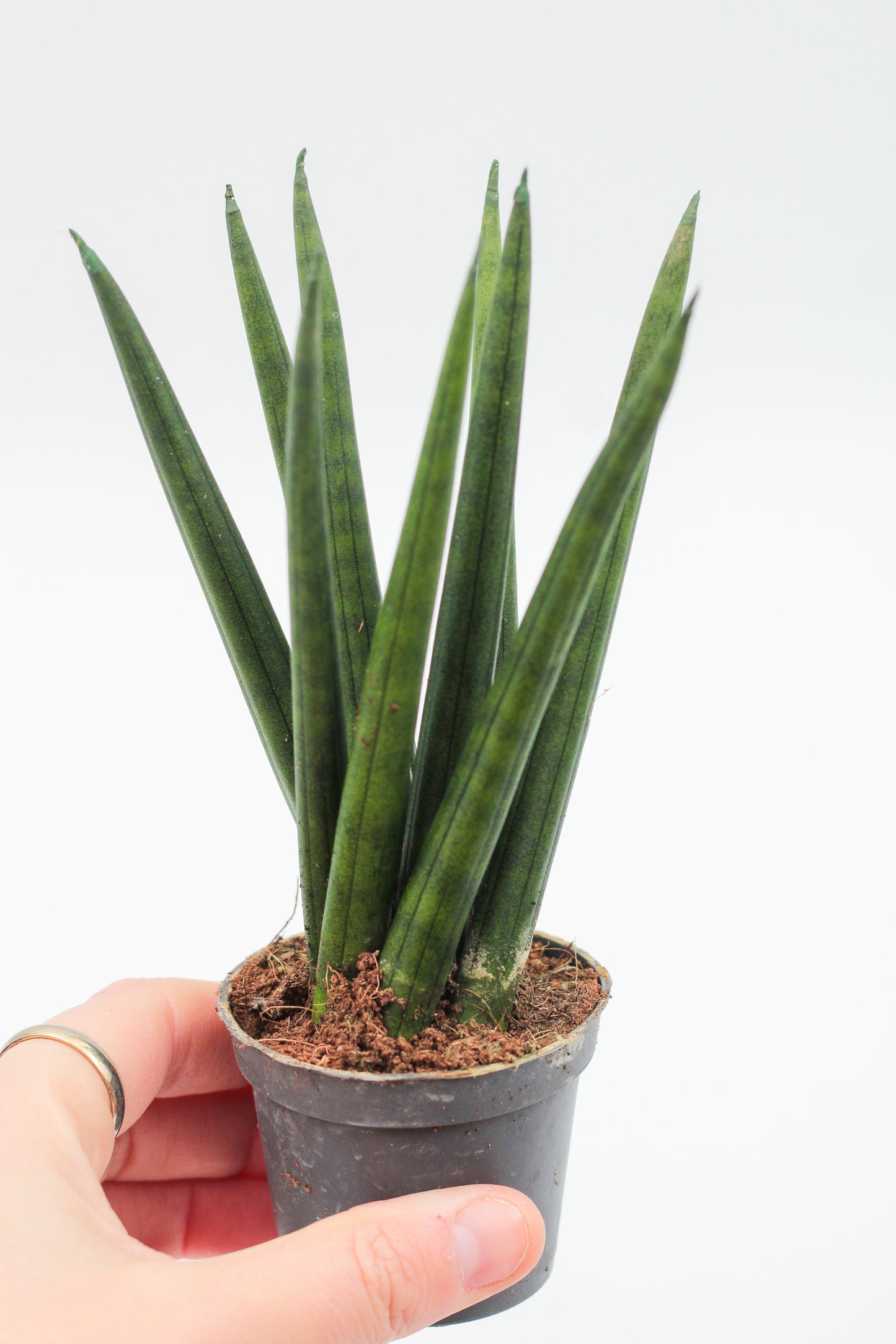 Sansevieria cylindrica Spaghetti